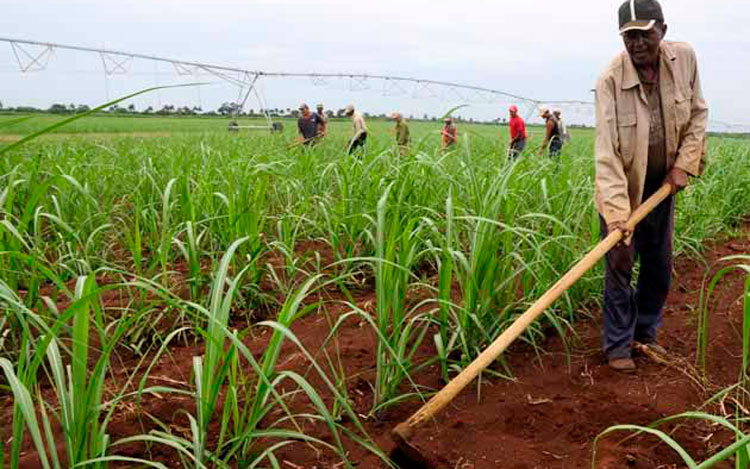 Cañeros con prácticas agrícolas de excelencia Periódico Vanguardia