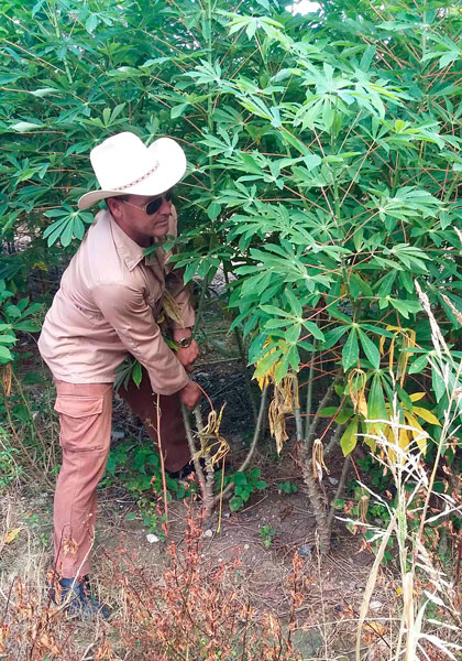 Campesino