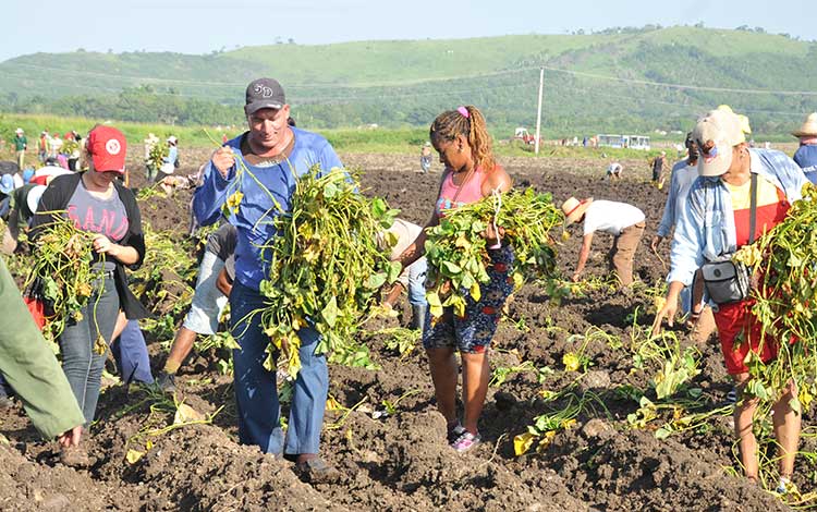 Trabajo voluntario en áreas de la Unidad Empresarial de Base (Ueb) Albarrán
