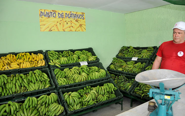 Venta de plátanos en el mercado agropecuario estatal de Buen Viaje. Venta de plátanos en el mercado agropecuario de Buen Viaje