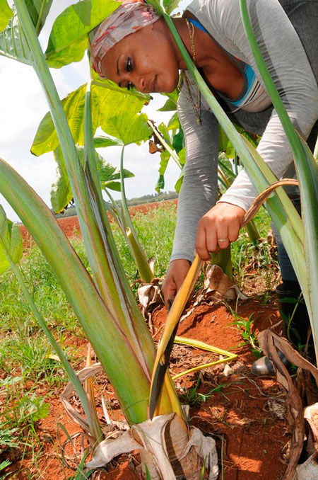 Campesina cubana.
