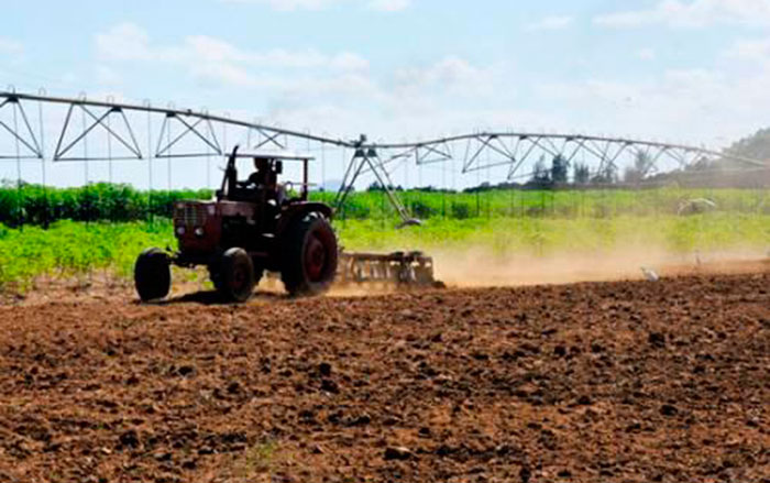Sembrado en Cuba.
