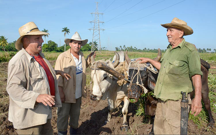 Familia de boyeros en Villa Clara Familia de boyeros en Villa Clara