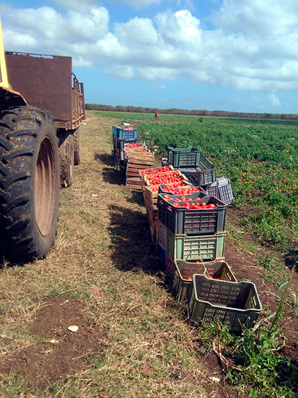 Cosecha de tomate en la CPA Victoria de Girón, en Corralillo, Villa Clara.