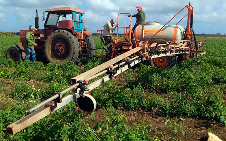 Labores agricolas en la CPA Victoria de Girón, en Corralillo.