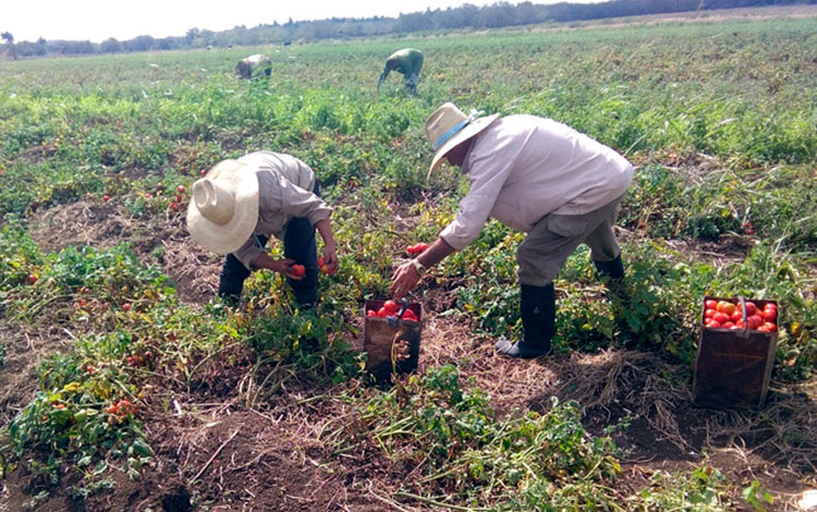Recolección de tomate en la CPA Victoria de Girón, en Corralillo, Villa Clara.