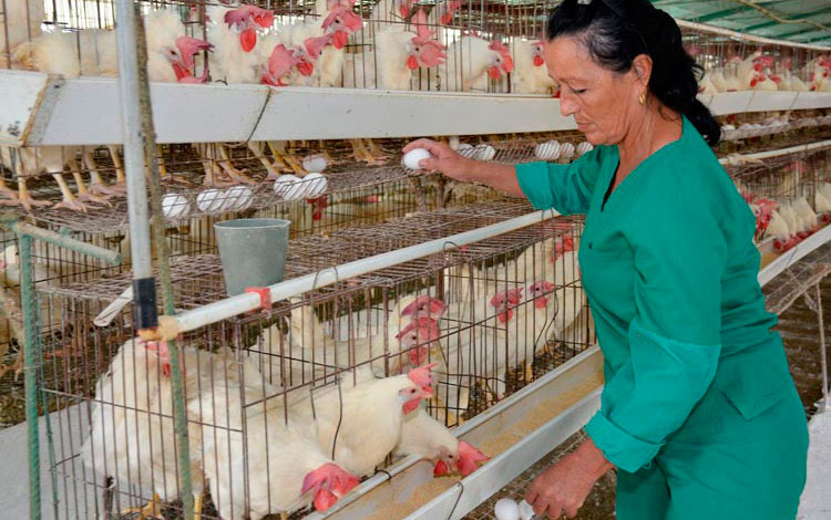 Marilín Guevara, trabajadora de la granja avícola de La Quinta, Camajuaní.