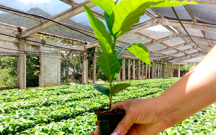 Siembra de posturas de café en tubetes. Siembra de posturas de café en tubetes.