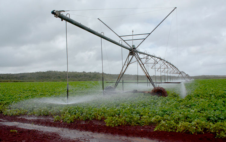 Máquinas de riego en plantaciones de Quemado de Gí¼ines.