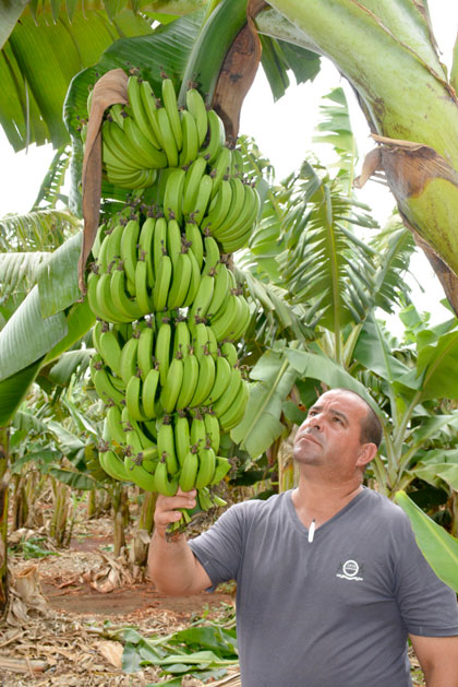 Yoel Chirino, jefe de la granja Margarita, de Quemado de Gí¼ines, muestra platanales recuperados.
