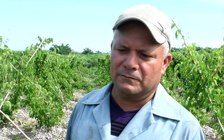 Raidel García Díaz, Roly, productor de ñame en Camajuaní, Villa Clara