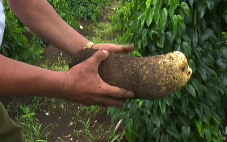 Raidel García Díaz, Roly, productor de ñame en Camajuaní, Villa Clara