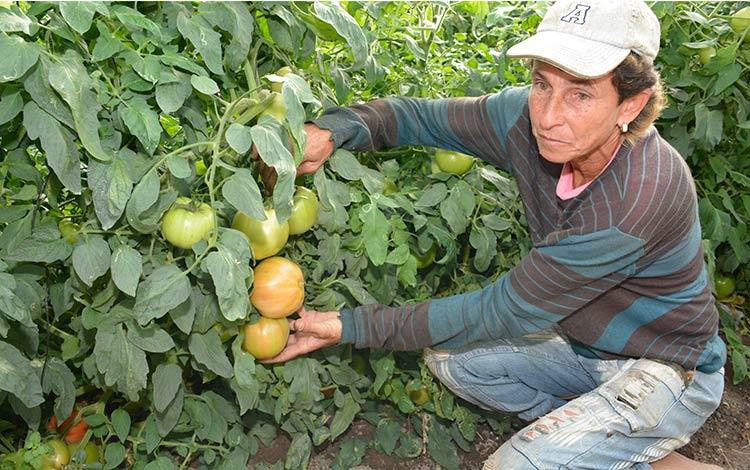Ada López Pérez, cultivadora de tomates.