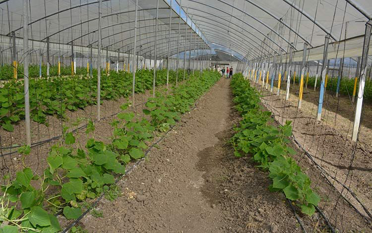 Sembrado en casas de cultivo tapado en el Yabú, Santa Clara.