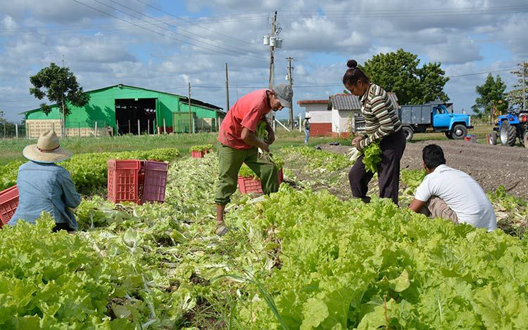 Cultivo semiprotegido de vegetales.