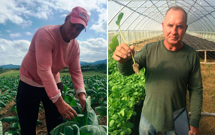 Productores tabacaleros Yosbel Vilches y Gustavo Rodríguez.