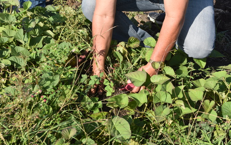 Agricultura urbana en Vila Clara, Cuba.