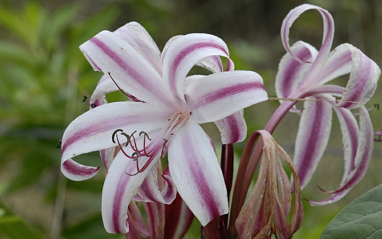 Reserva florí­stica de Monte Ramonal, en Villa Clara.