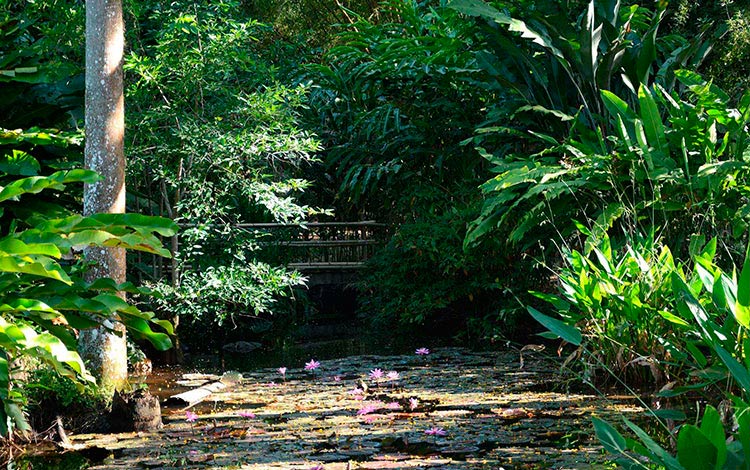 Jardín Botánico de la Universidad Central Marta Abreu de Las Villas.