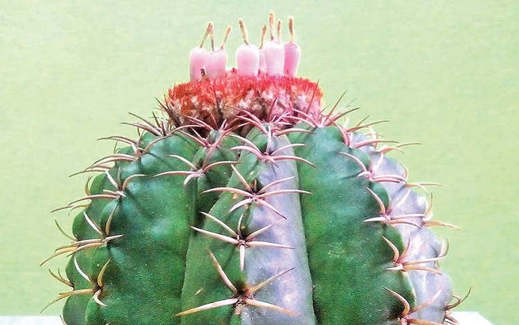 Cactus villaclareño