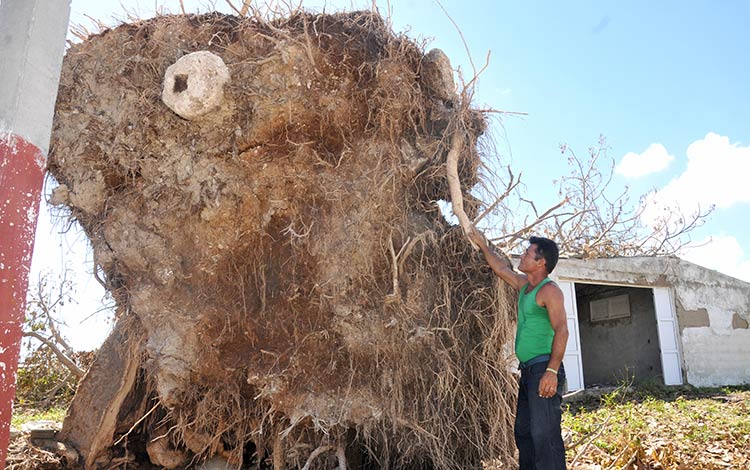 írbol derribado en Caibarién, Villa Clara. írbol derribado en Caibarién, Villa Clara.