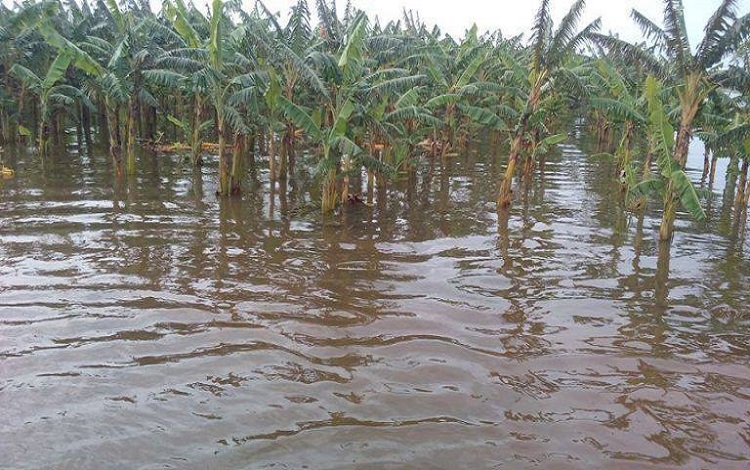 Plátanos bajo agua en Villa Clara