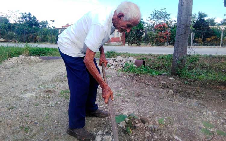 Julio Morán García se levanta cada día antes de las 6.00 de la mañana, y bien temprano sale de su humilde casita a guataquear un pequeño terrenito que tiene sembrado de boniato.