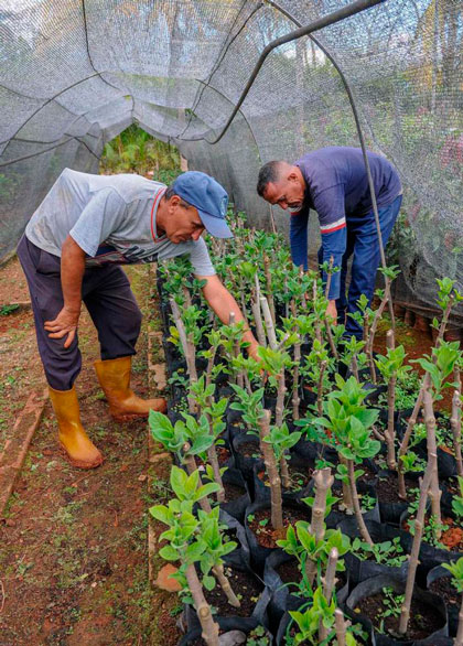 Cultivo semiprotegido de frutales.