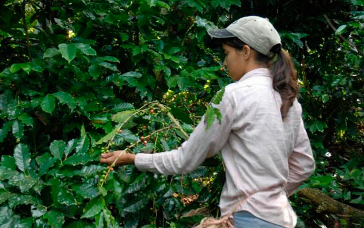 Producción de café en Villa Clara.