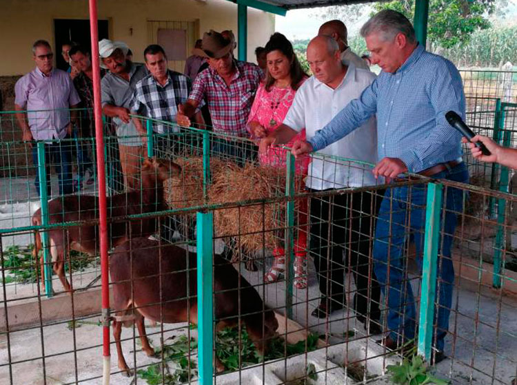 MIguel Díaz-Canel recorre UEB Maraguán, de Jimaguayú, Camagüey.