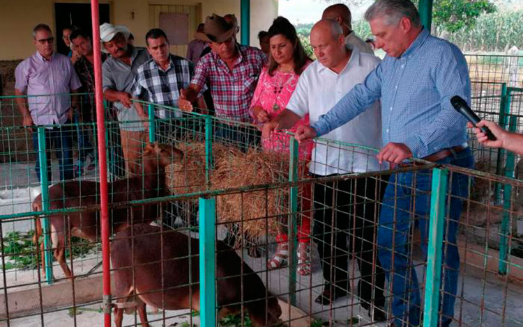 MIguel Díaz-Canel recorre UEB Maraguán, de Jimaguayú, Camagüey.