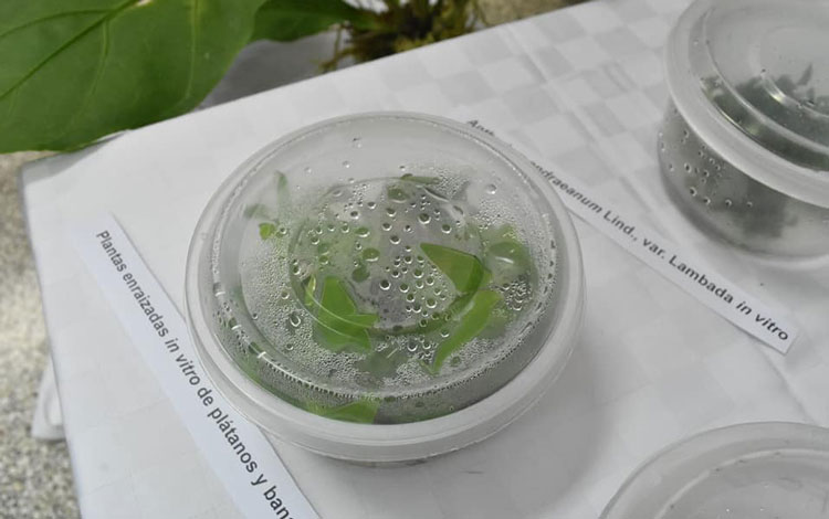 Plantas in vitro en el Instituto de Biotecnología de las Plantas. Plantas in vitro en el Instituto de Biotecnología de las Plantas.