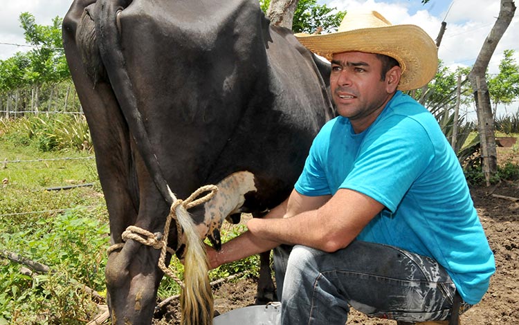 Michel Contino Rodríguez, campesino ganadero de Santa Clara al que le falta la mano izquierda.