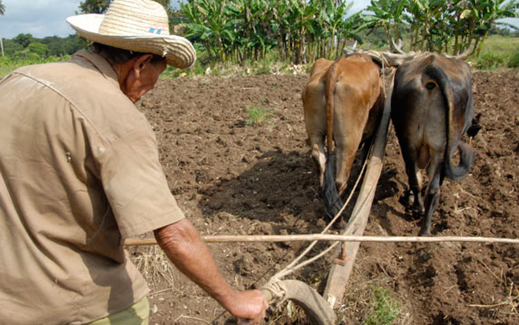 siembra con tracción animal siembra con tracción animal