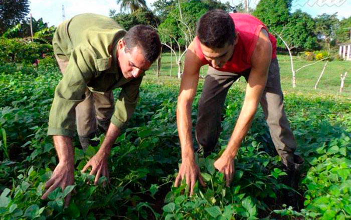 Campesinos cubanos.