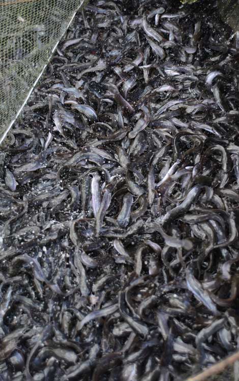 pescados pescados