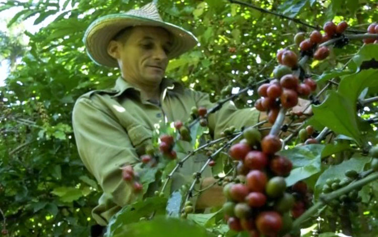 Recolección de café en Villa Clara.