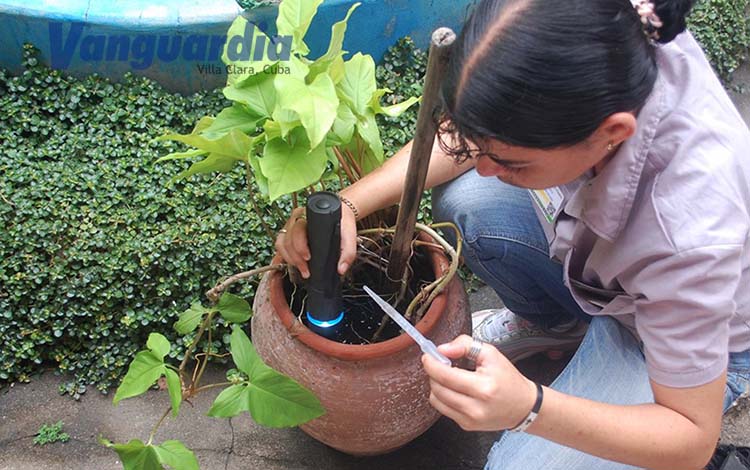 enfrentamiento al mosquito Aedes aegypti.