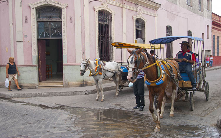 coches de tracción animal coches de tracción animal