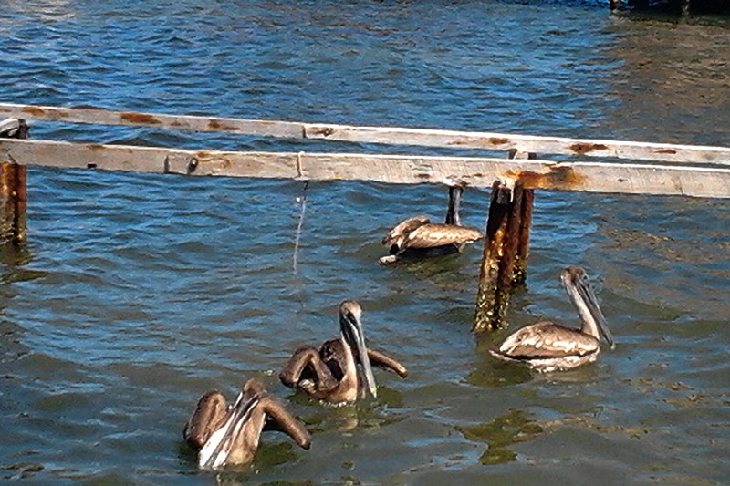 Aves en Isabela de Sagua.