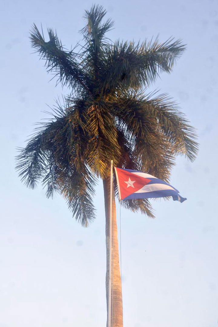 Bandera cubana y palma real.