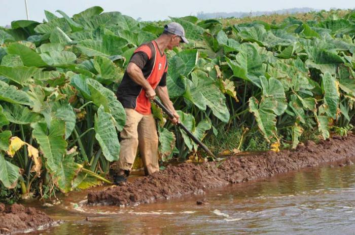 campesino cultivando en cuba