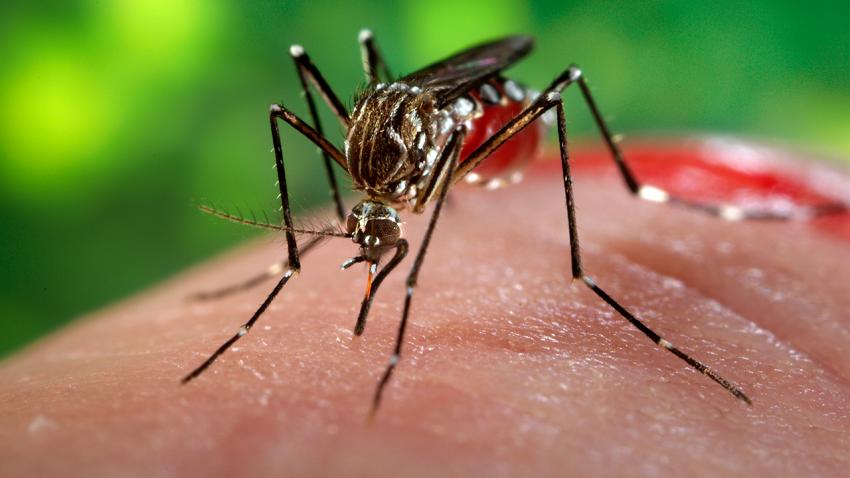 Mosquito Aedes aegypti.