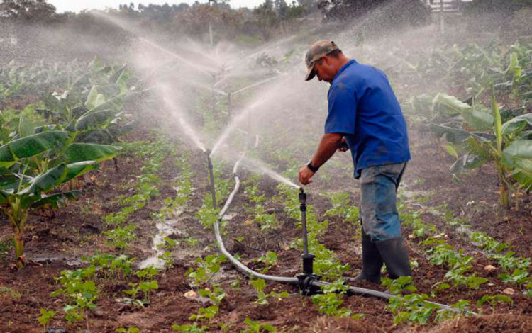 Productor agrícola en Cuba.