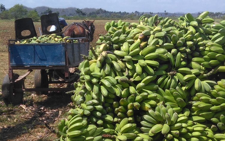Producción de plátano en Dolores, Caibarién.