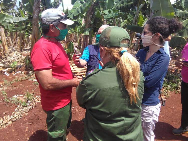 Presidenta del Consejo de Defensa Provincial de Villa Clara, Yudí Rodríguez Hernández, recorre platanales de Lutgardita, en Quemado de Gí¼ines. Presidenta del Consejo de Defensa Provincial de Villa Clara, Yudí Rodríguez Hernández, recorre platanales de Lutgardita, en Quemado de Gí¼ines.