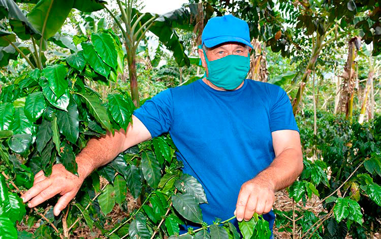 Edelse Navarro, director de la Empresa Agroforestal de Jibacoa. Edelse Navarro, director de la Empresa Agroforestal de Jibacoa.