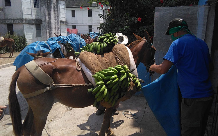 Mulos transportan mercancías hasta la placita de Jibacoa. Mulos transportan mercancías hasta la placita de Jibacoa.