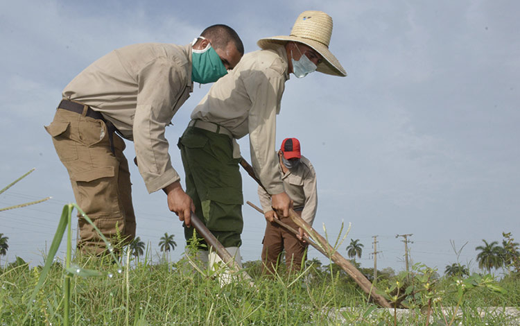 Jóvenes soldados del Ejército Juvenil del Trabajo laboran en el organopónico Las Marianas. Jóvenes soldados del Ejército Juvenil del Trabajo laboran en el organopónico Las Marianas.