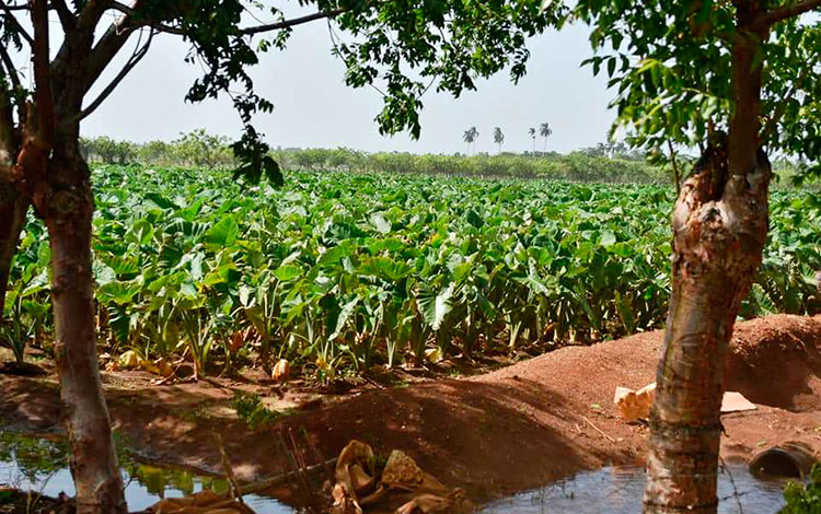 Cultivo de malanga en la zona de Dolores, en Villa Clara.